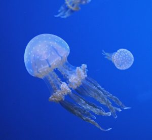 Tiefsee