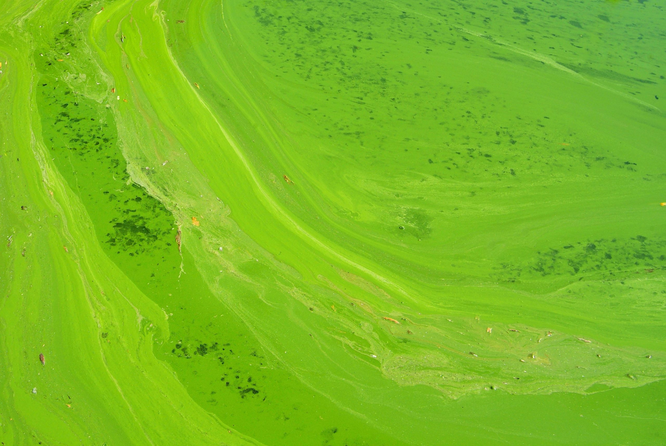 Unternehmen-Gefahr-Greenwashing